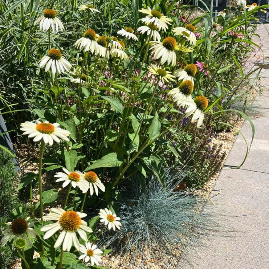 Echinacea purpurea - Fehér kasvirág