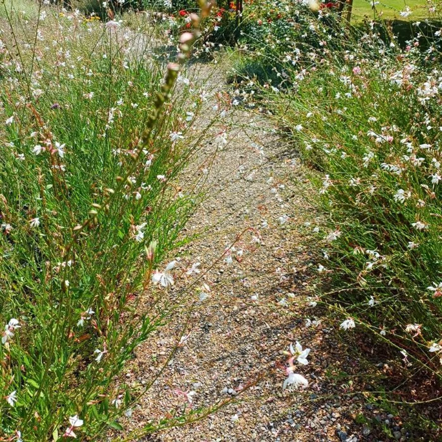 Gaura lindheimeri egy ösvény szegélyébe ültetve.