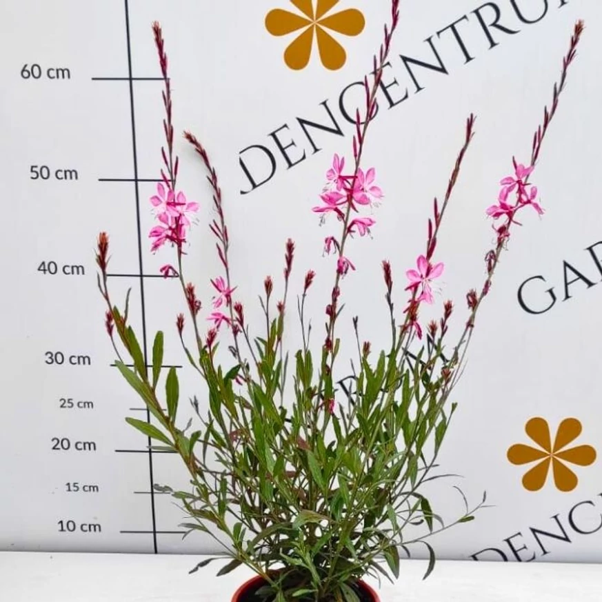 Gaura lindheimeri Geyser Pink - Rózsaszín díszgyertya