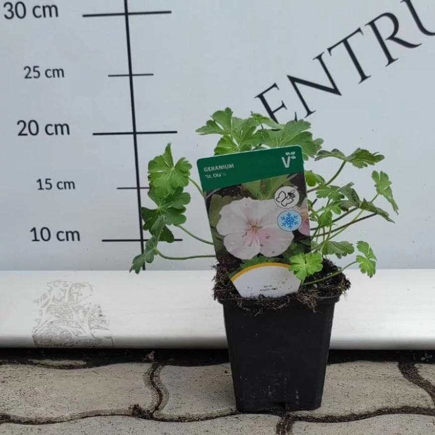 Geranium cantabrigense CS9 - Fehér virágzatú angol gólyaorr