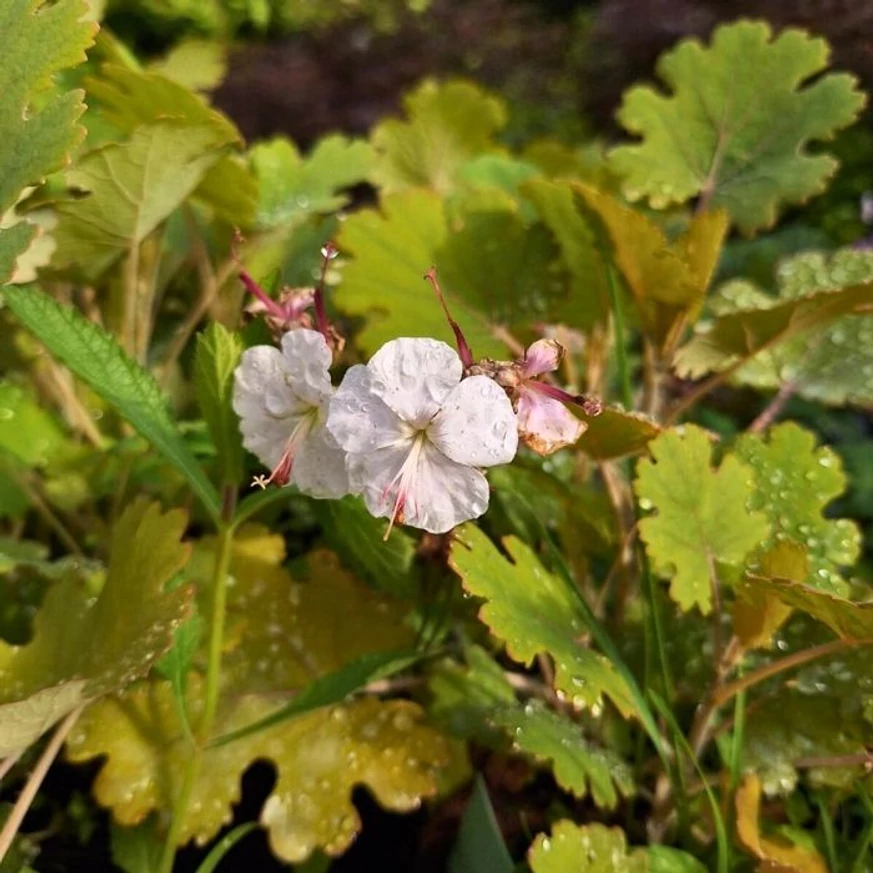 Geranium cantabrigense CS9 - Fehér virágzatú angol gólyaorr