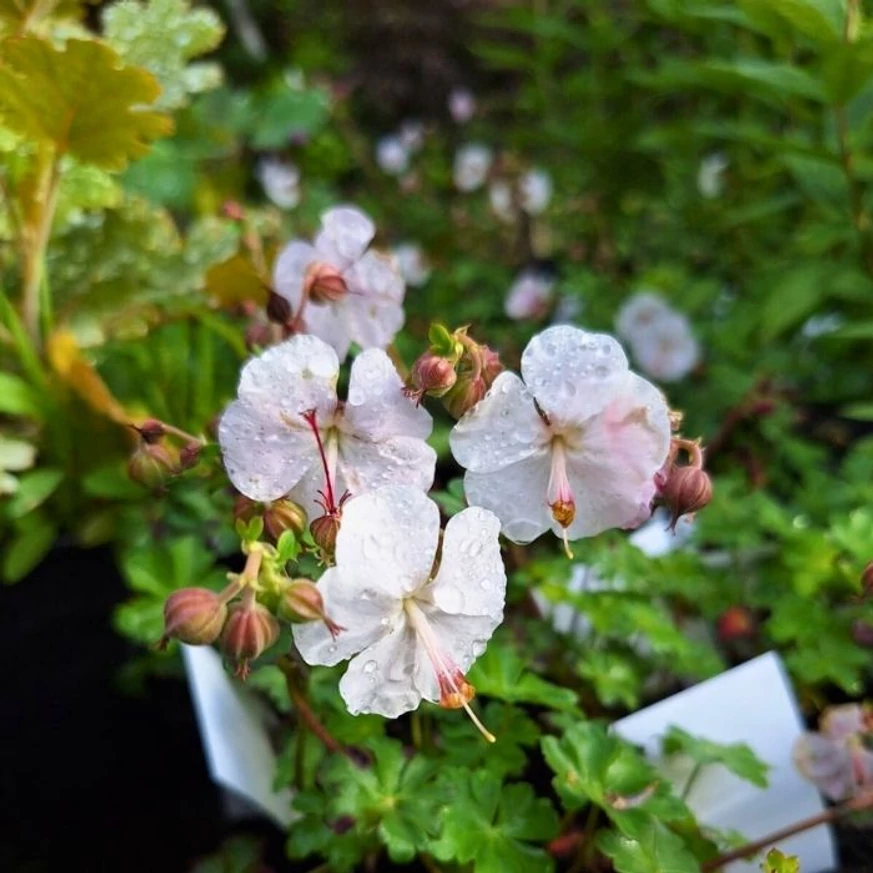 Geranium cantabrigense CS9 - Fehér virágzatú angol gólyaorr