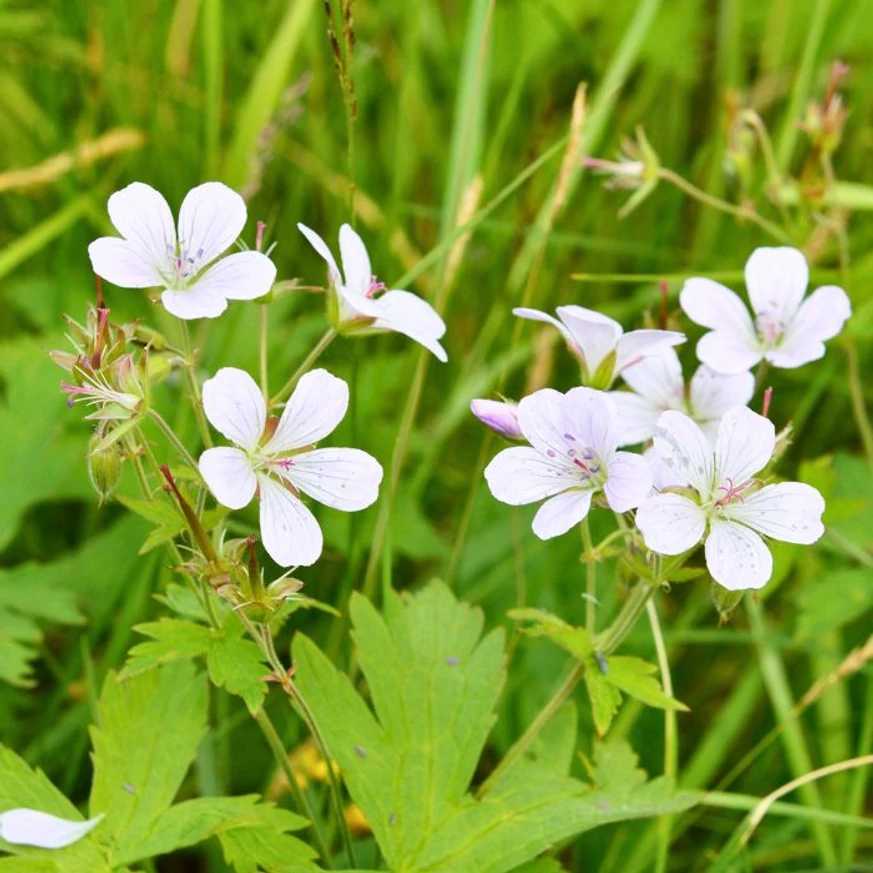 Geranium maculatum Album virágai és levélzete.