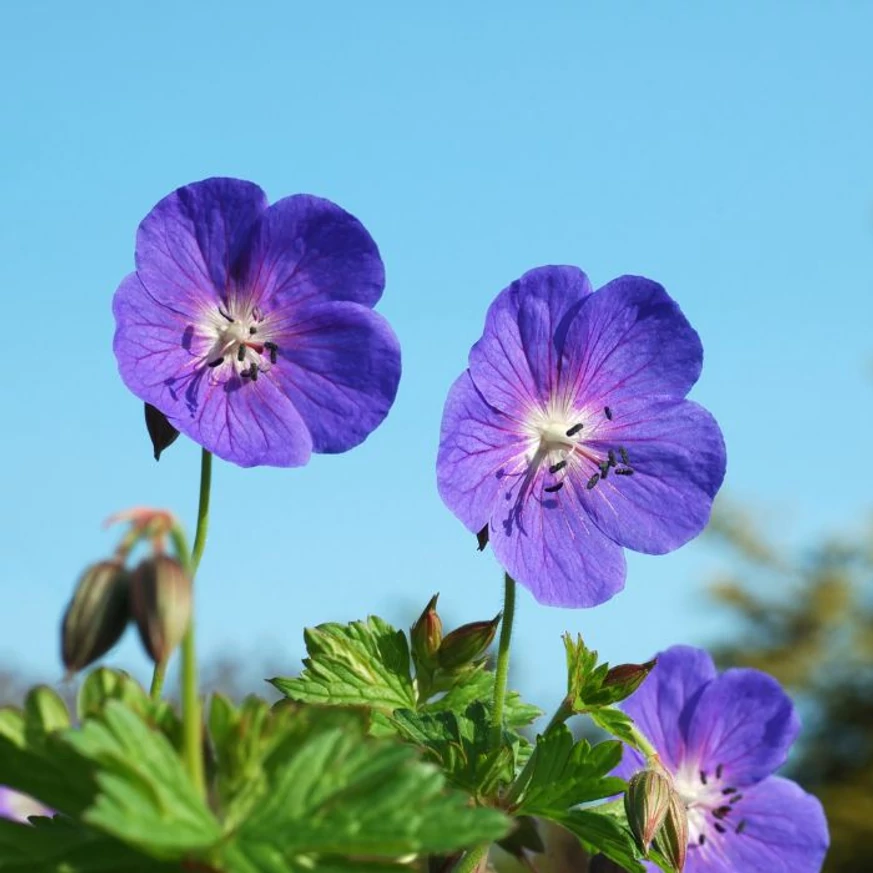 A Geranium Rozanne gólyaorr hosszan díszítő virágainak kinézete.