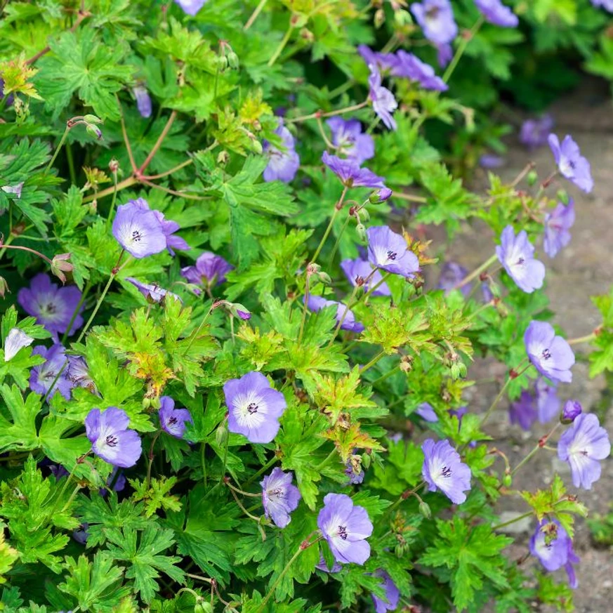 Az alacsony, bokros habitusú Geranium Rozanne kiváló szegélynövény.