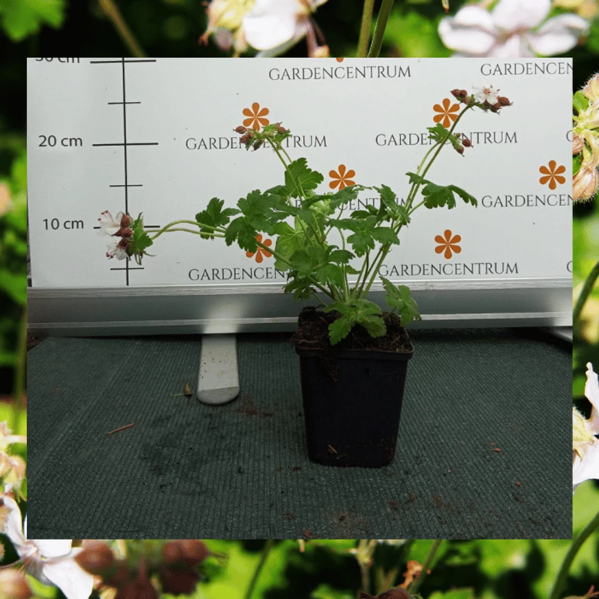 Geranium cantabrigense CS9 - Fehér virágzatú angol gólyaorr