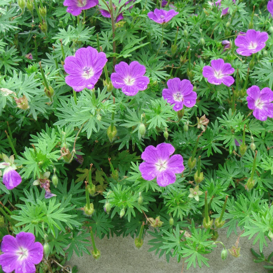 A Geranium sanguineum virágzáskor. 