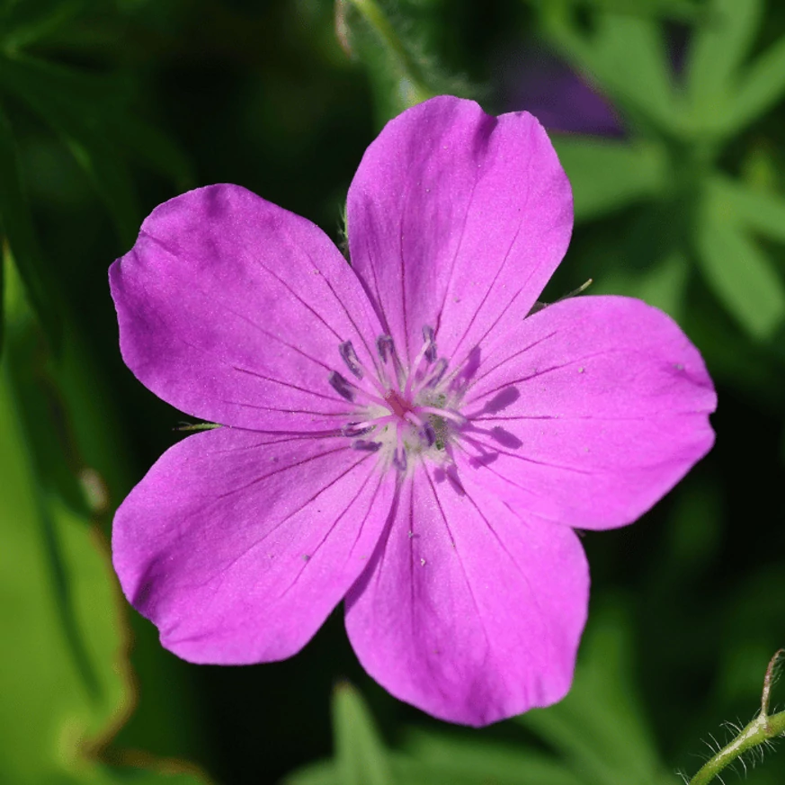 A Geranium sanguineum virágzata közeli képen. 