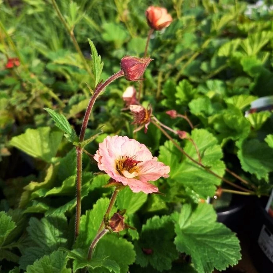 Geum Mai Tai - Gyömbérgyökér