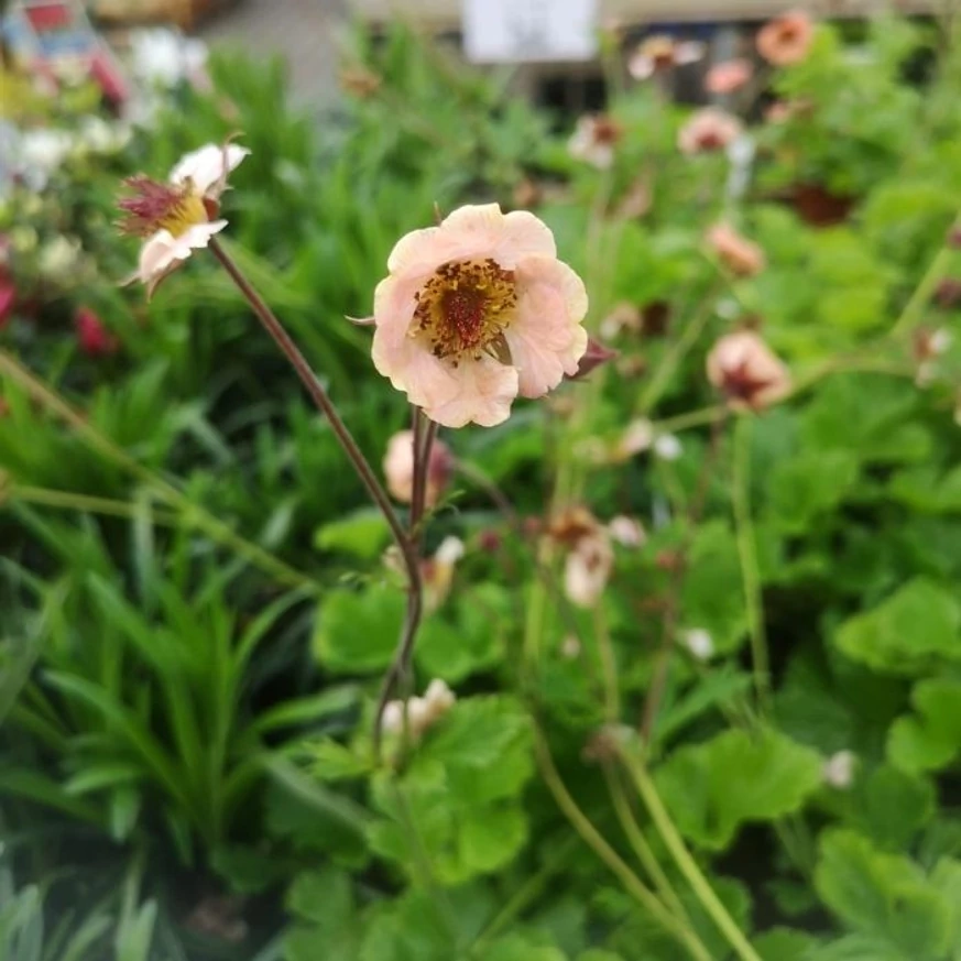 Geum Mai Tai - Gyömbérgyökér