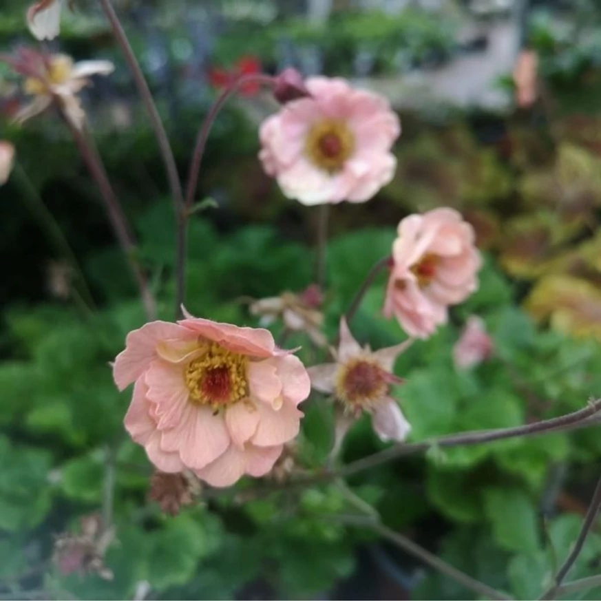 Geum Mai Tai - Gyömbérgyökér