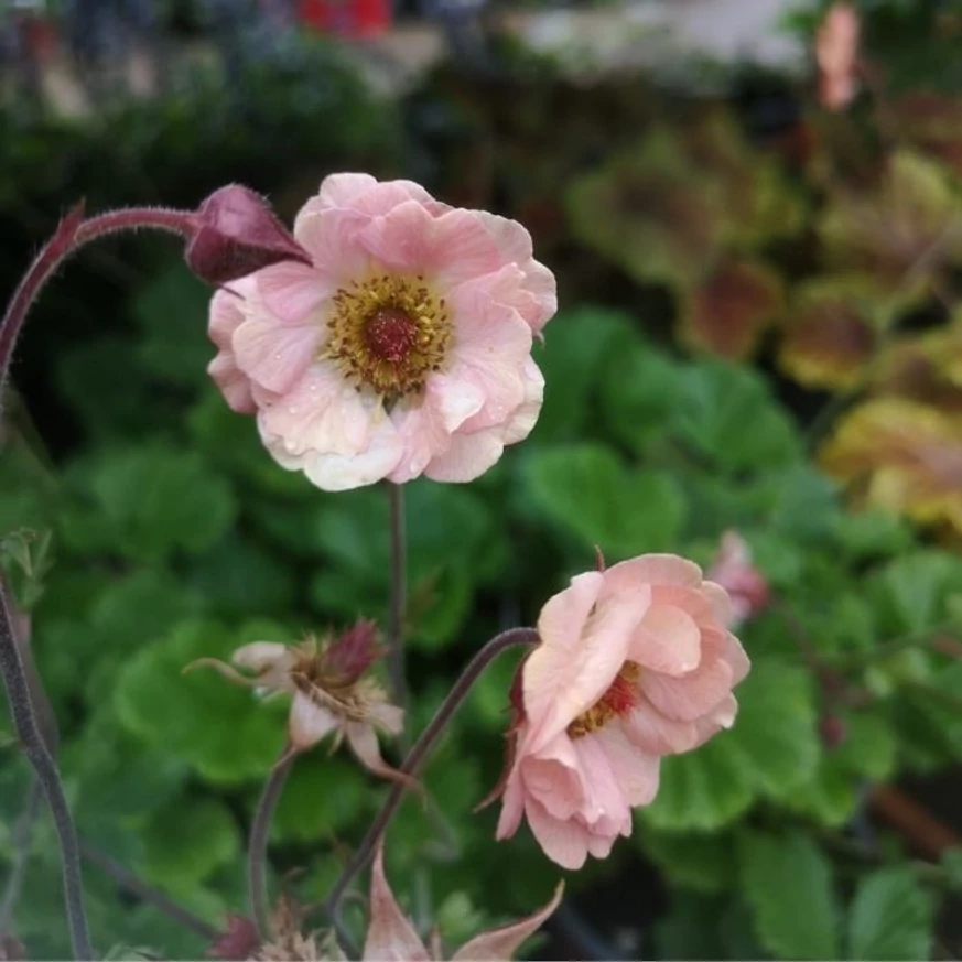 Geum Mai Tai - Gyömbérgyökér