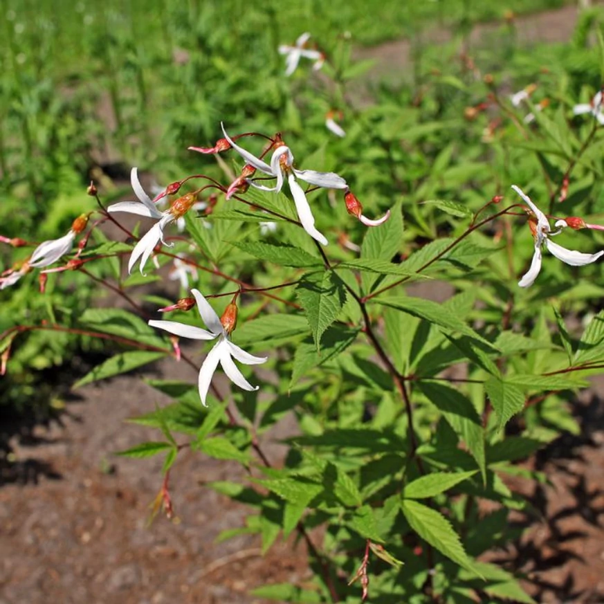 Gillenia trifoliata - Hármaslevelű indiánrózsa