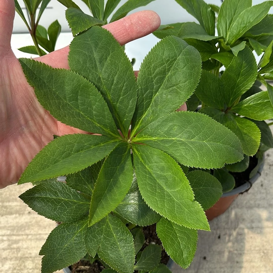 Helleborus orientalis árpilisi állapota kertészetünkben.