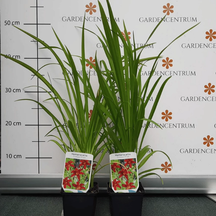 A Hemerocallis Crimson Pirate cserépben, zöld lombozattal.