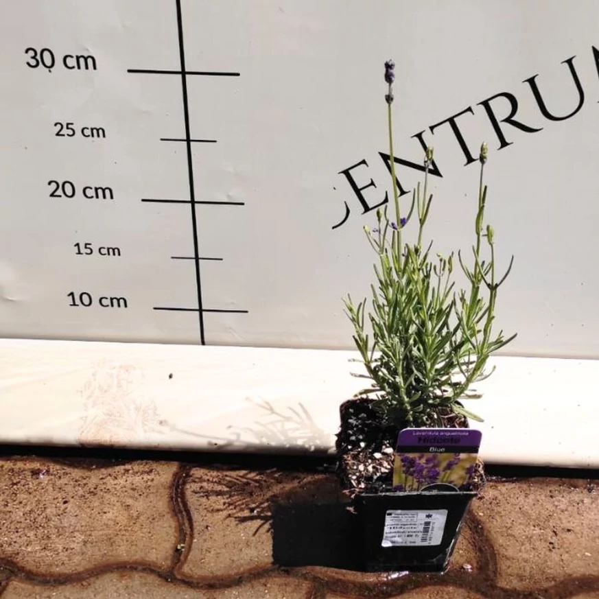 Lavandula angustifolia Hidcote CS9 - Levendula