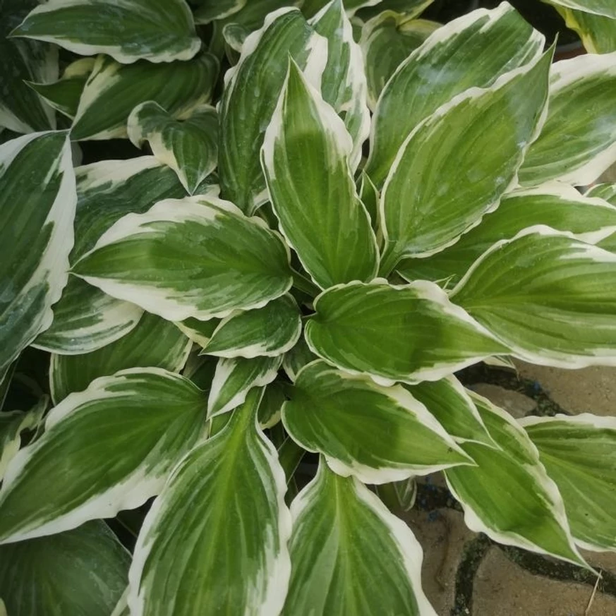 Hosta undulata Albomarginata árnyékliliomok kertészetünkben. 