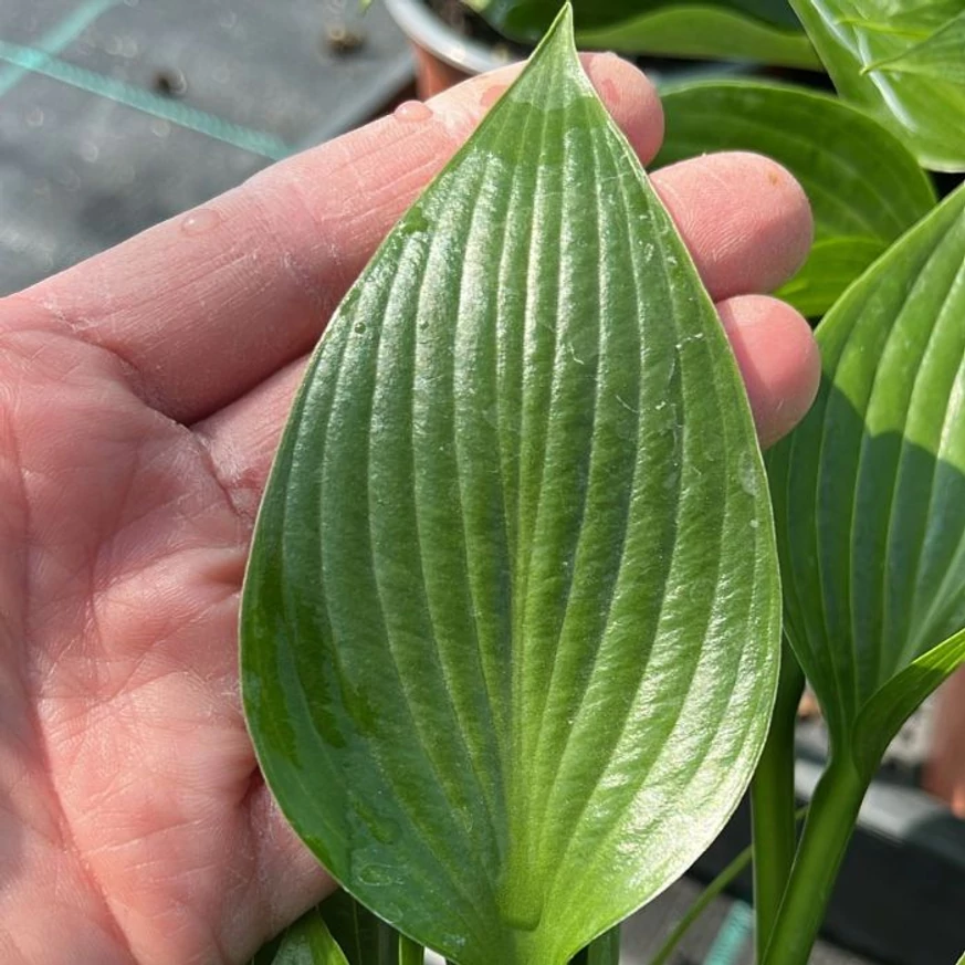 Hosta Devon Green árnyékliliom levele közelről