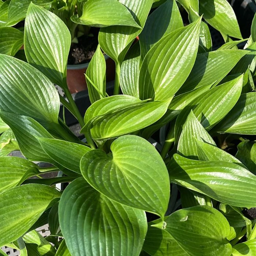 Hosta Devon Green május elején a kertészetünkben