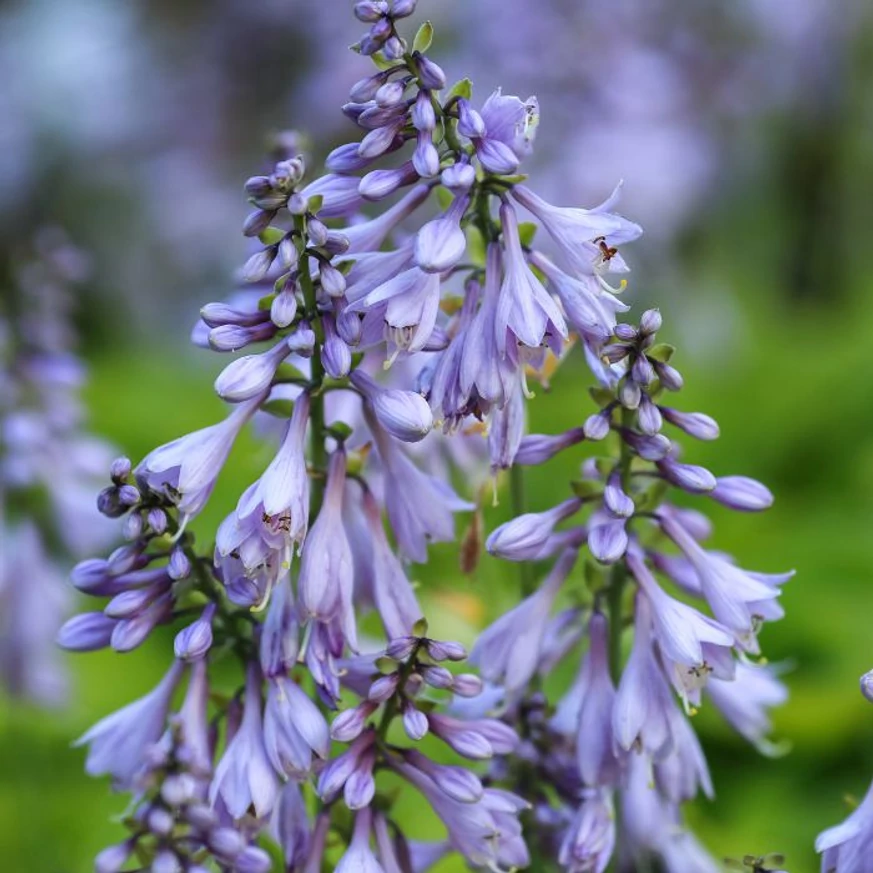 Hosta fortunei Francee teljes virágzásban.