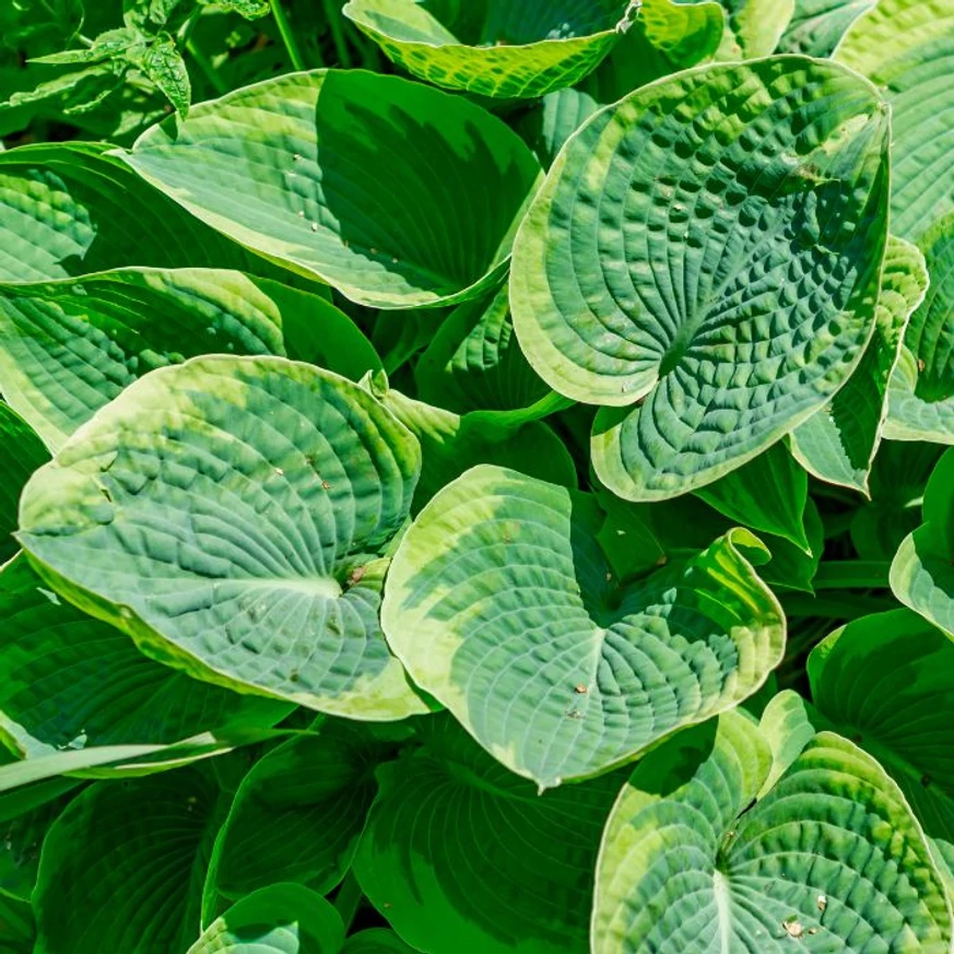 Hosta sieboldiana Frances Williams - Árnyékliliom
