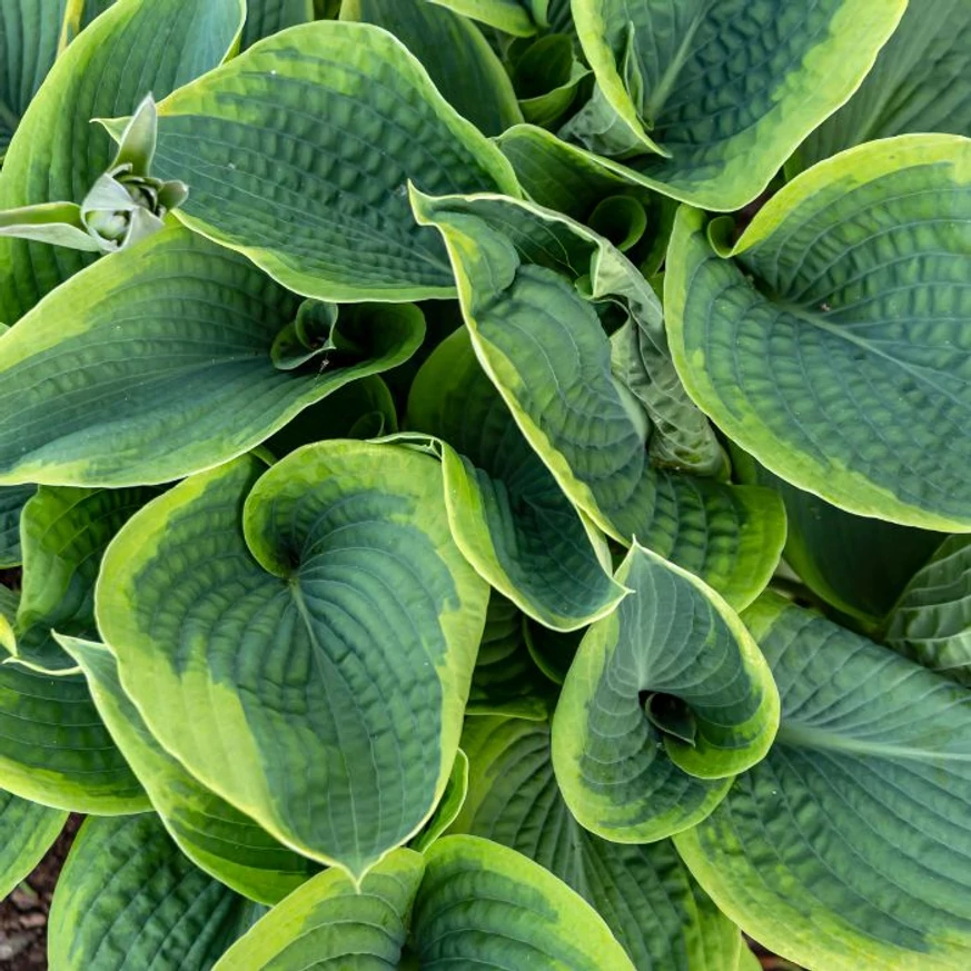 A Hosta sieboldiana Frances Williams árnyékliliom kékeszöld levelei impozáns talajtakarónak számítanak.