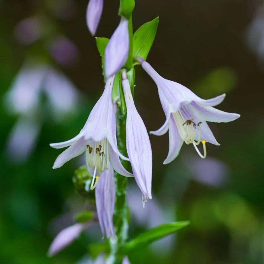 Hosta sieboldiana Frances Williams - Árnyékliliom