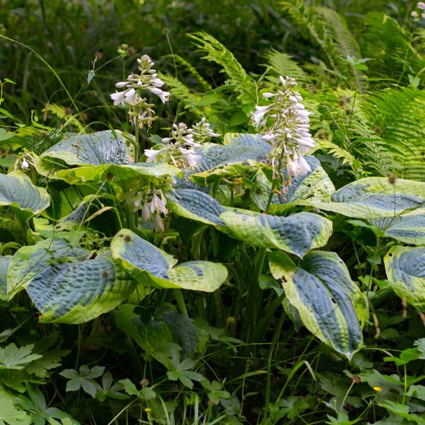 Hosta sieboldiana Frances Williams - Árnyékliliom