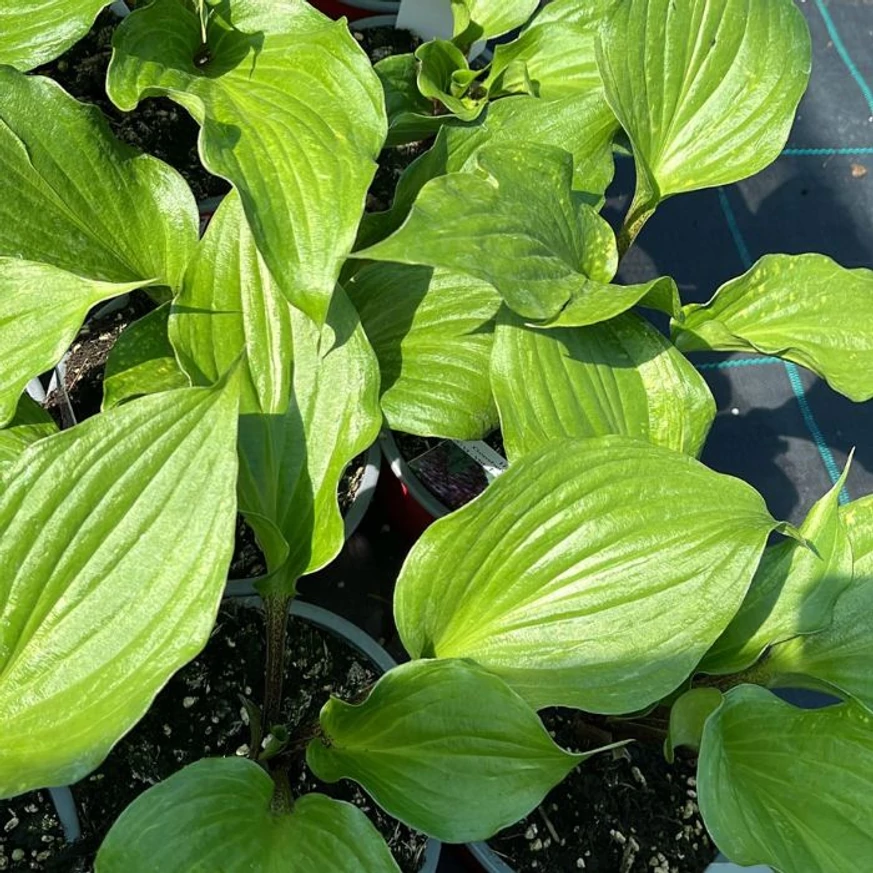 Hosta Gooseberry Sundae lombozata május elején