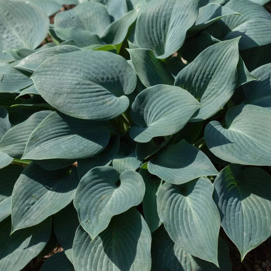A Hosta tardiana Halcyon árnyékliliom hamvaskék barázdált levelei.