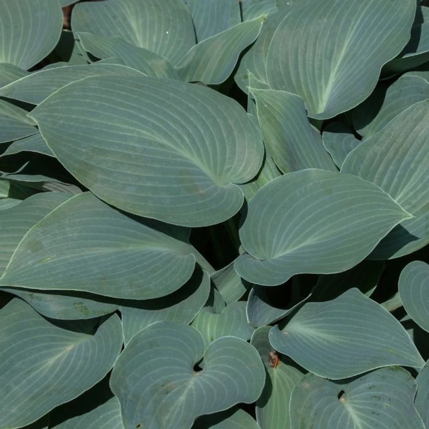Hosta tardiana Halcyon - Árnyékliliom