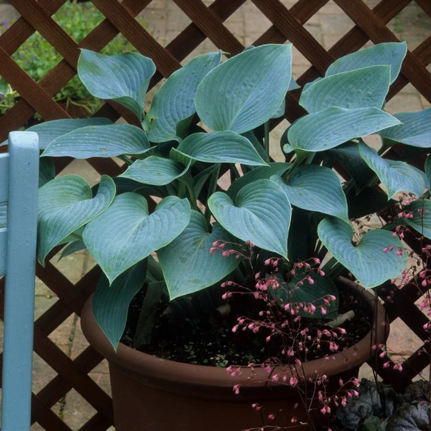 Hosta tardiana Halcyon - Árnyékliliom