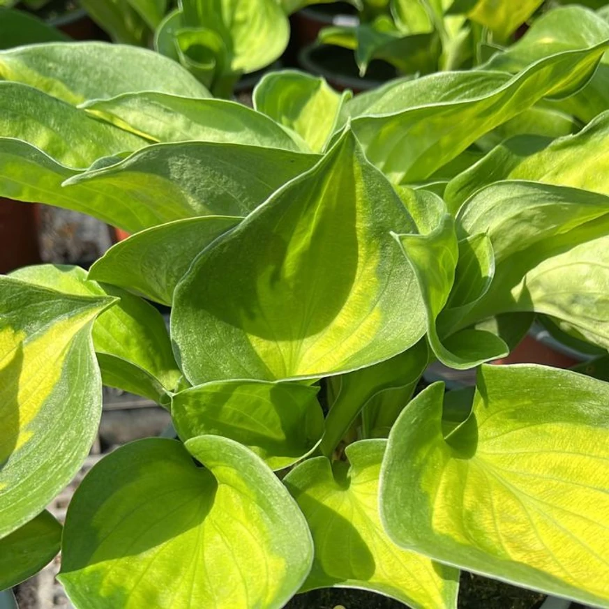 Hosta Sunset Grooves színes levelei közelről
