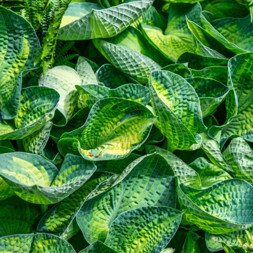 A Hosta Sunset Grooves árnyékliliom kerekded, barázdált levelei sárgás középpel tarkítottak.