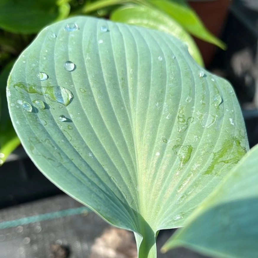 Hosta tardiana Halcyon árnyékliliom levele közelről