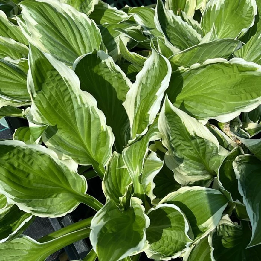 Hosta undulata Albomarginata lombozata