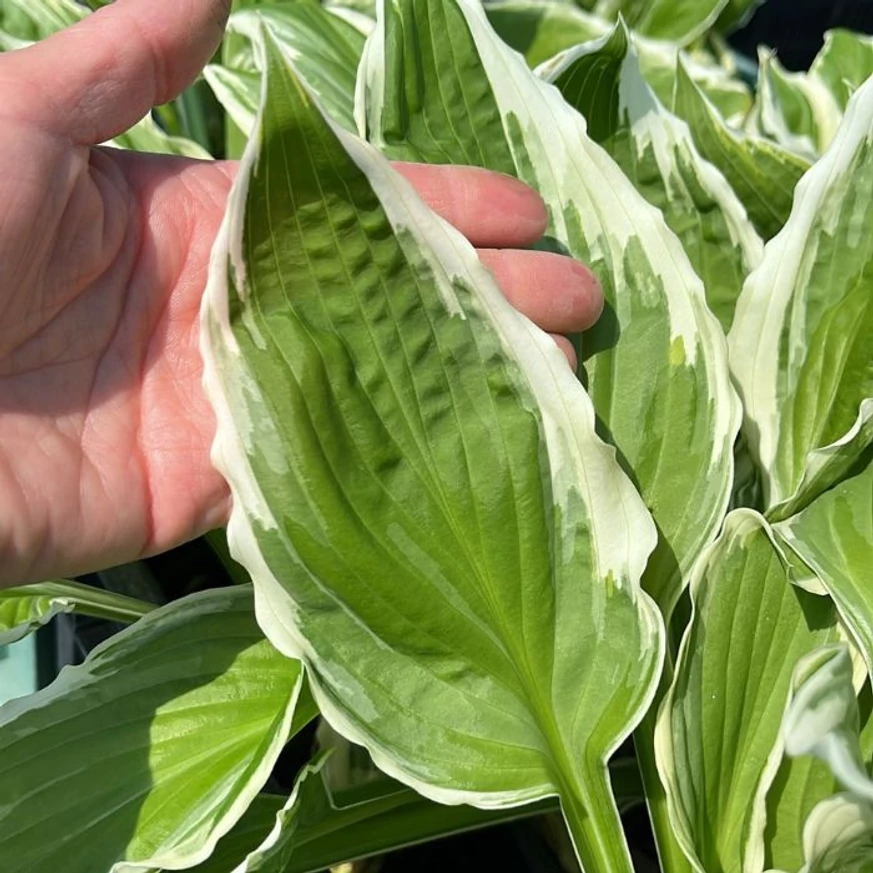 Hosta undulata Albomarginata árrnyékliliom levele közelről