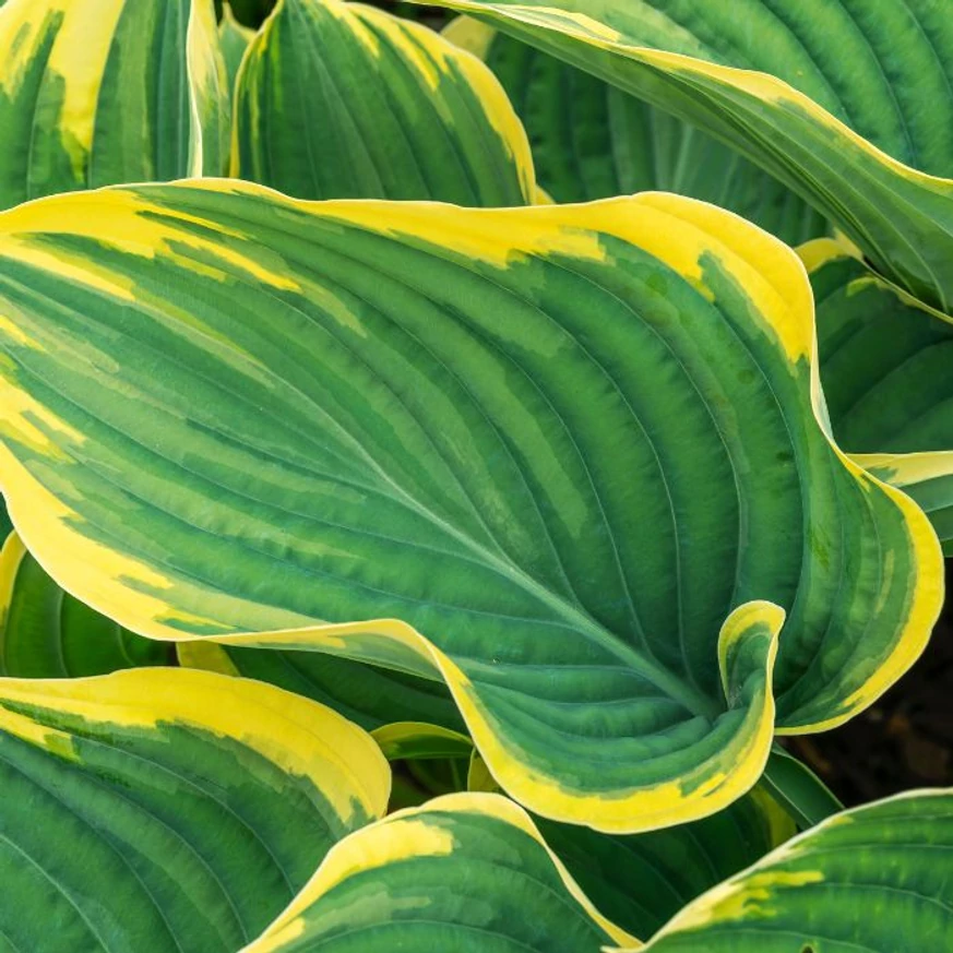 Hosta Golden Tiara pompás levele. 