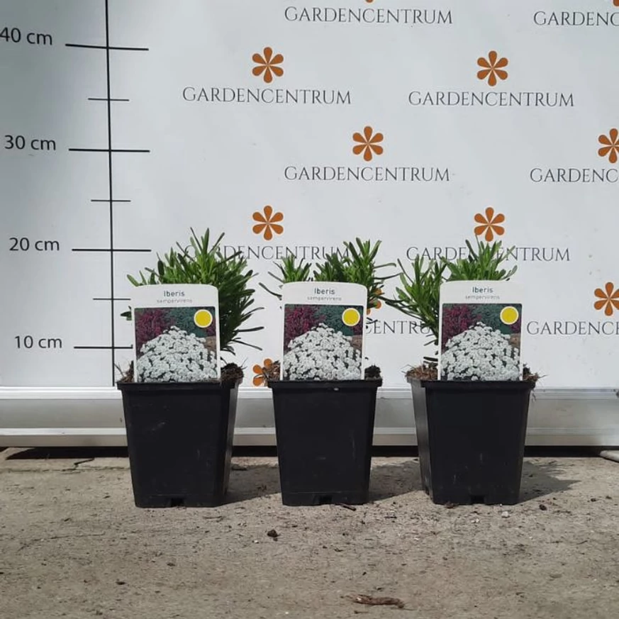 Iberis sempervirens P9 - Örökzöld tatárvirág