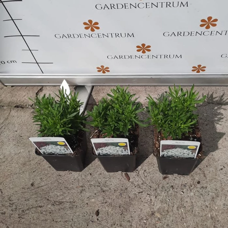 Iberis sempervirens P9 - Örökzöld tatárvirág