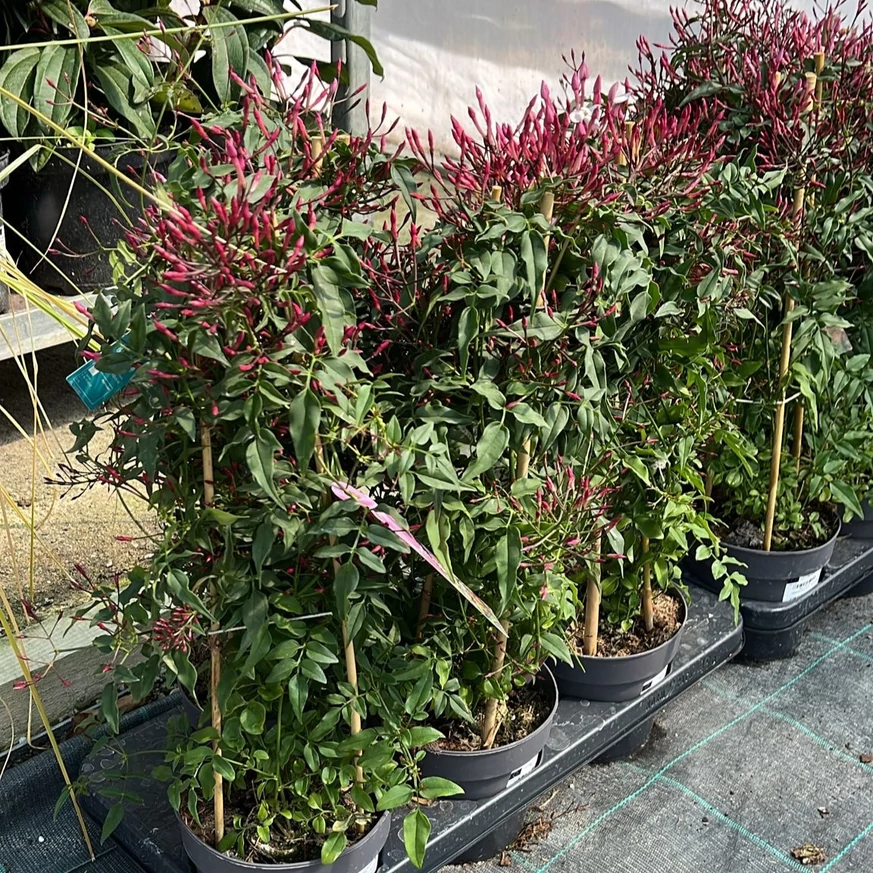 Csodás, kifejlett méretű Jasminum stephanense növényeink áprilisban.