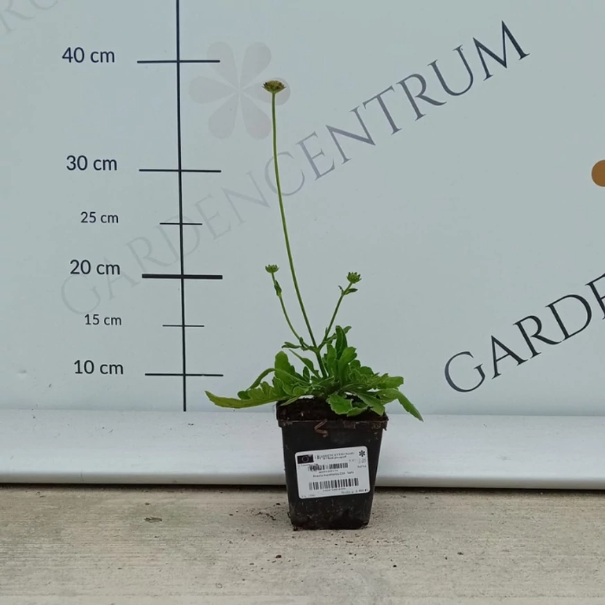 Varfű 9 cm-es cserépben kertészetünkben, augusztusban. 