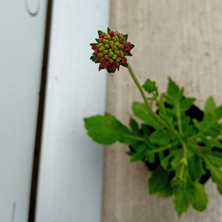 Varfű bimbós állapota telephelyünkön. 
