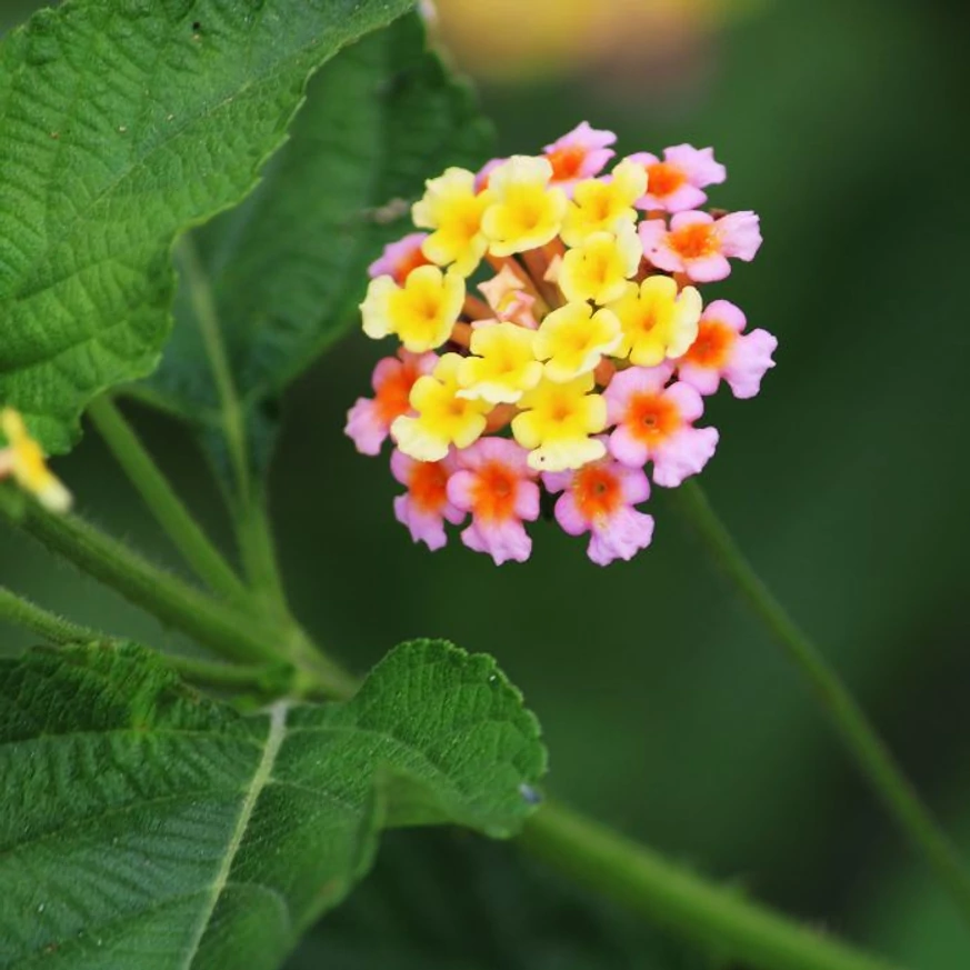 Lantana camara - Sétányrózsa
