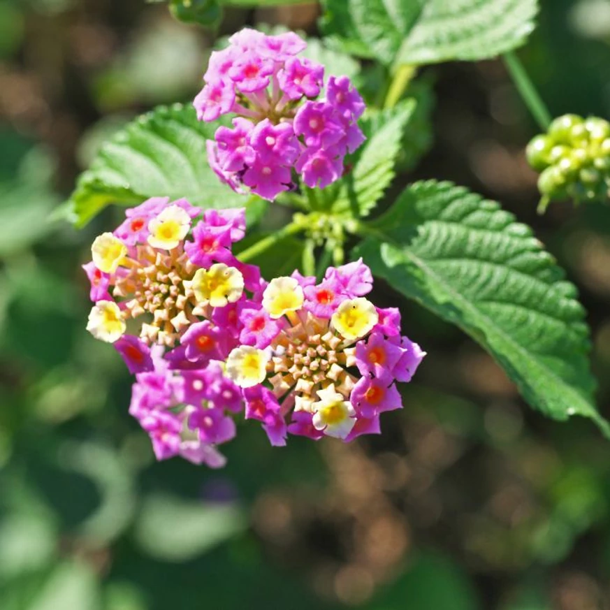 Lantana camara - Sétányrózsa