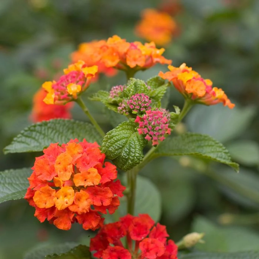 Lantana camara - Sétányrózsa