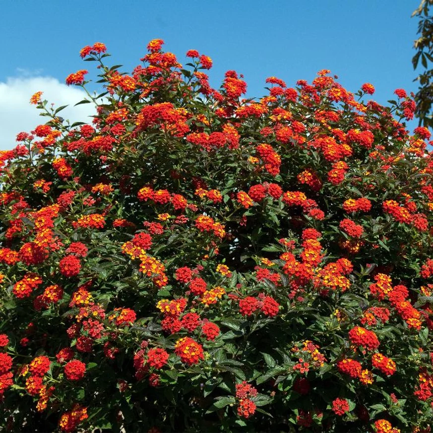 Lantana camara - Sétányrózsa