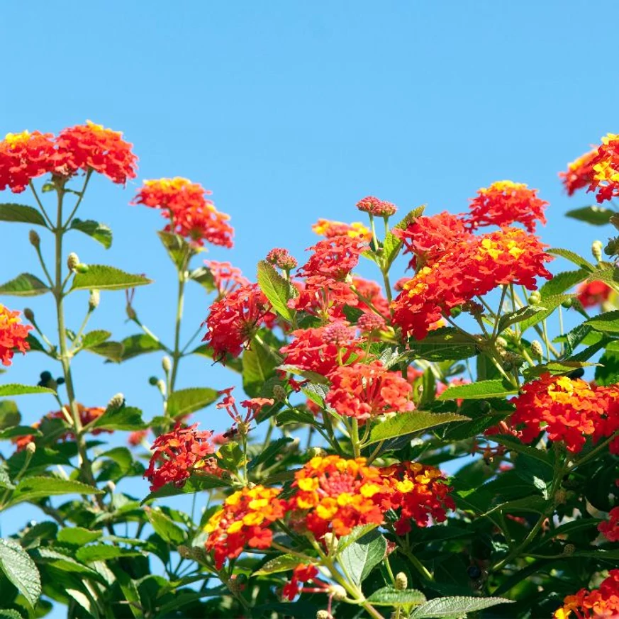 Lantana camara - Sétányrózsa