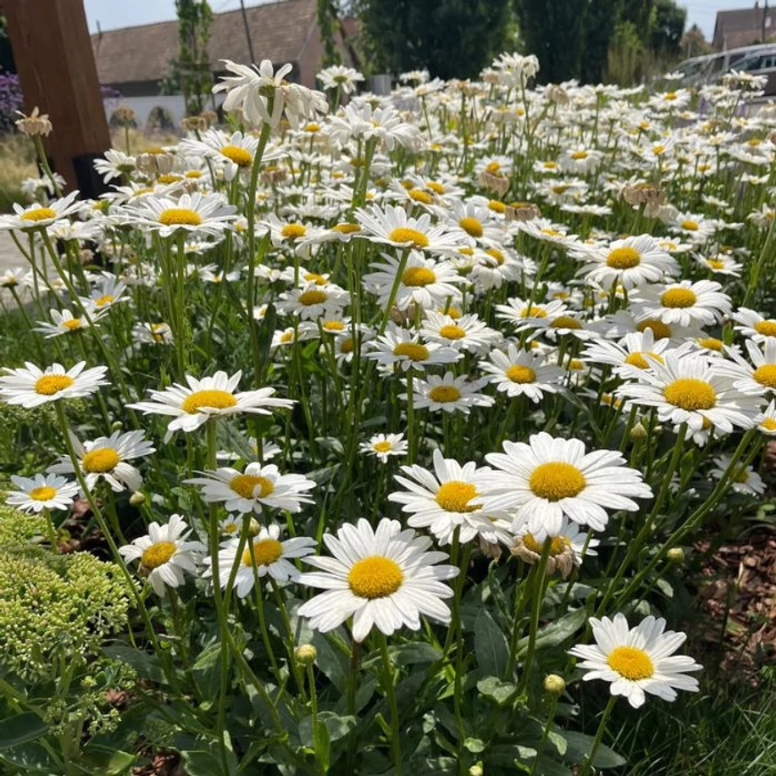 Leucanthemum x superbum CS14 - Margaréta