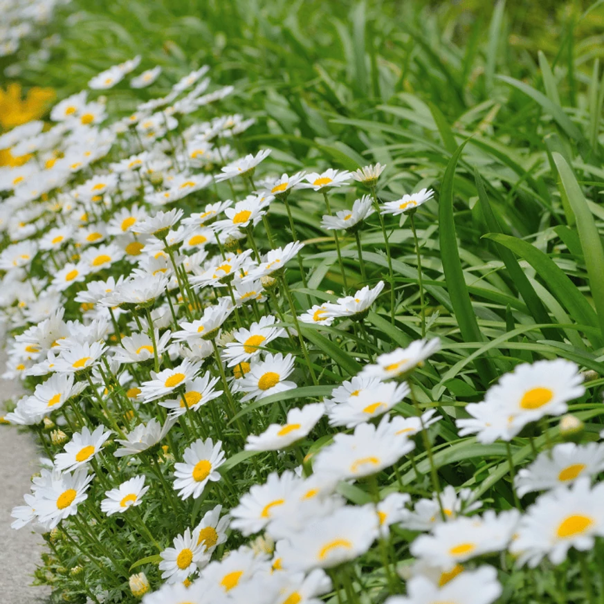 Leucanthemum x superbum CS14 - Margaréta